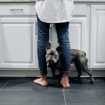 black French Bulldog on floor