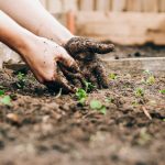 hands planting seedlings in garden soil